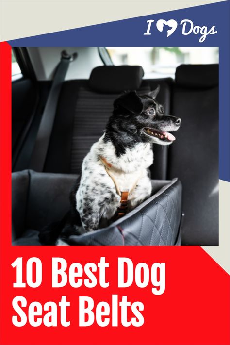 A quality dog seat belt can ensure that your dog is safe and secure while in a car. They're perfect for pups who love traveling! Dog In Car, Cute Corgi Puppy, Dog Seat Belt, Dog Seat, Dog Car Seats, Corgi Puppy, Seat Belts, Cute Corgi, In A Car