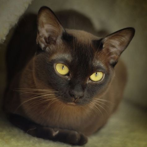 MEOW MEOW!!!! :D I HAVE BEAUTIFUL YELLOW EYES!!!! :D Burmese Cats, Burmese Kittens, Havana Brown Cat, Dogs Big, Cats Outside, Burmese Cat, Cats Photos, Image Chat, Owning A Cat