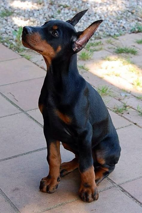 Doberman Pinscher Puppies For Sale | Framingham Circle, Pflugerville, TX Perro Doberman Pinscher, Loyal Dog Breeds, Doberman Puppies, Doberman Pinscher Puppy, Smartest Dog Breeds, Doberman Pinscher Dog, Doberman Puppy, 강아지 그림, Doberman Dogs