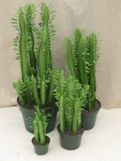 ▷ TODO sobre la Euphorbia Trigona - Cactus y Suculentas. Como es, etc.. Tree Cathedral, Indoor Cactus Garden, Euphorbia Trigona, African Milk Tree, Tanaman Sukulen, Kaktus Dan Sukulen, Cactus House Plants, Succulent Garden Design, Indoor Cactus