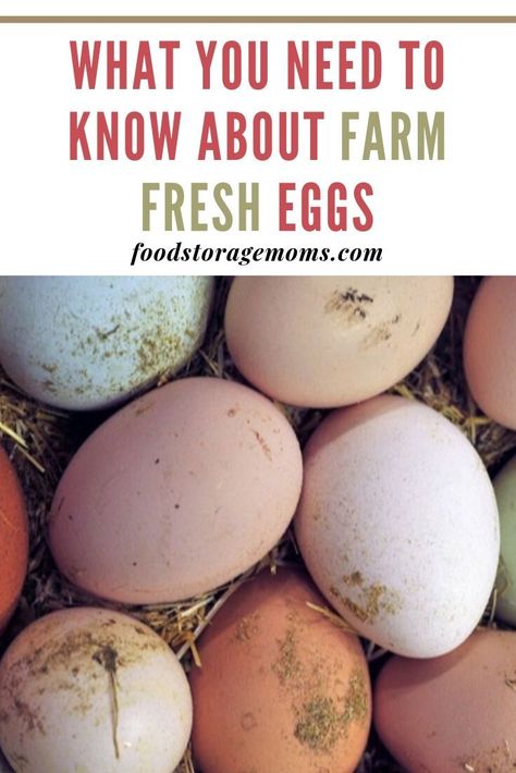 Animals Food, Backyard Chicken Farming, Chicken Life, Raising Backyard Chickens, Chicken Garden, Farm Eggs, Keeping Chickens, Grow Plants, Community Garden