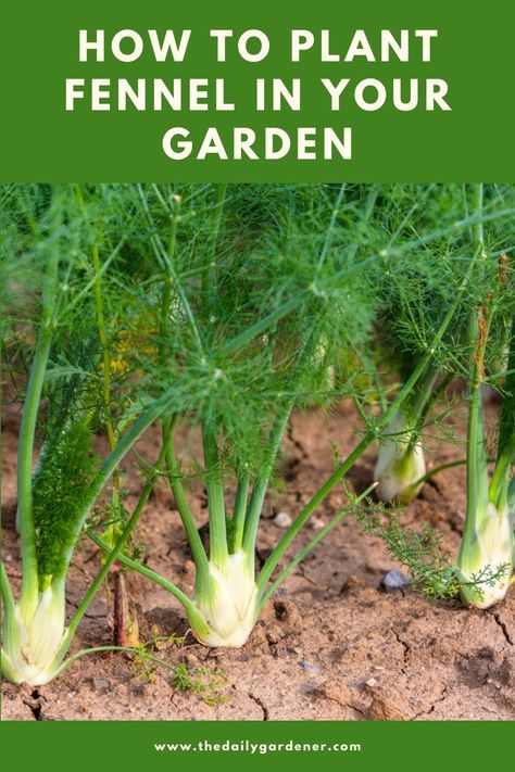 How to Plant Fennel in Your Garden (Tricks to Care!) How To Grow Fennel, Fennel Plant How To Grow, Dog Fennel Plant, What Is Fennel Good For, Growing Fennel, Benefits Of Fennel, Veggie Patch, Perennial Herbs, Soil Layers