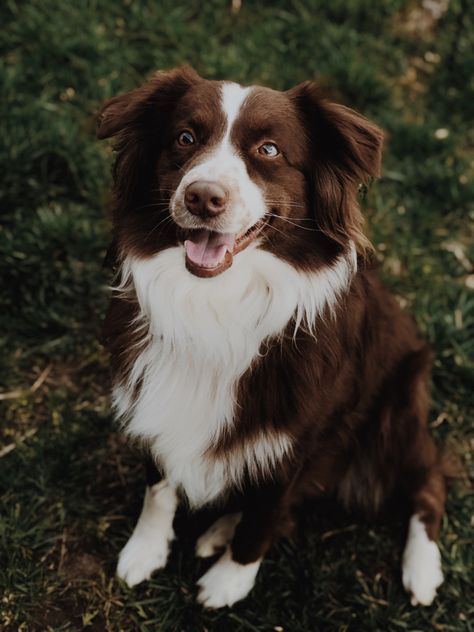 Red Dogs, Red Border Collie, White Border Collie, Dog Poo, Aussie Puppies, Dog Enrichment, Aussie Dogs, Australian Shepherd Dogs, Border Collie Dog