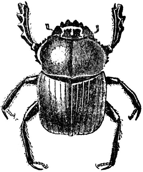 Dung Beetle Ireland Tattoo, Bugs Drawing, Black Insects, Beetle Illustration, Dung Beetle, Beetle Tattoo, Bug Tattoo, Elements Tattoo, Insects Theme