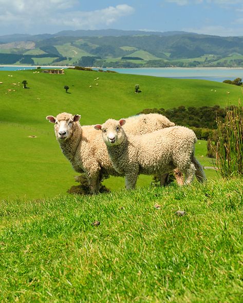 In the high-meadows of New Zealand sits Mt. Nicholas Station. This is a 100,000 acre farm with 30,000 merino sheep and 2,200 Hereford cattle that graze on the family-owned meadows. When traveling with Classic Journeys you get a tour with our host and rancher, Duncan. Learn more about Classic Journey's trips to New Zealand! New Zealand Countryside, New Zealand Animals, New Zealand Farm, New Zealand Sheep, Rural New Zealand, Welsh Mountain Sheep, Sheep In Ireland, New Zealand Sheep Farm, Farm Sanctuary