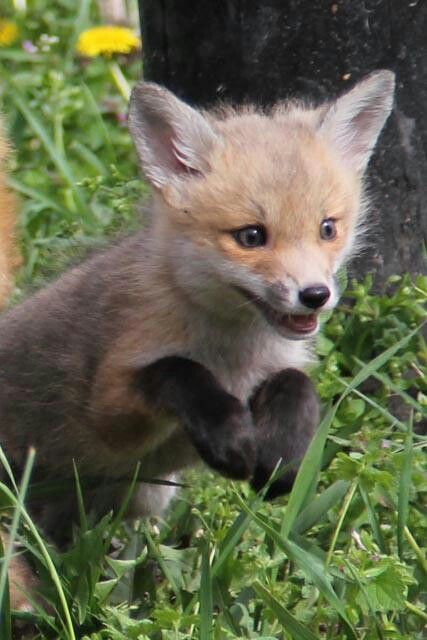 In which the kit really is a kit and is still gonna get into super cute trouble. Fox Kit, Fox Pups, Fabulous Fox, Cutee Animals, Fox Pictures, Pet Fox, The Kit, Majestic Animals, Silly Animals