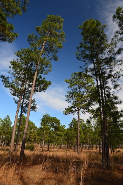 Longleaf Pine Tree, Longleaf Pine Tattoo, Fantasy Worldbuilding, Longleaf Pine, Painting Mood, Homestead Ideas, Coastal Plain, Forest Cabin, Southern Pine