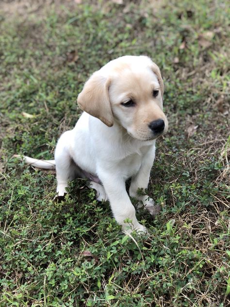 Labra Dog Puppy, Labrador Puppy Wallpaper, Labra Dog, Puppy Wallpaper Iphone, Baby Labrador, Cute Labrador Puppies, English Labrador, Puppy Wallpaper, Me And My Dog