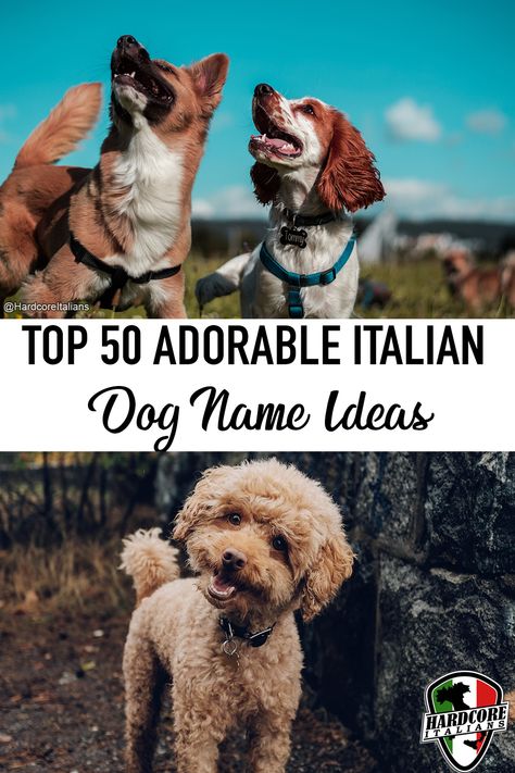 Italian Dog Names, Italian Names Boy, Small Dog Names, Italian Dogs, Boy Dog Names, Female Dog Names, Italian Theme, Italian Humor, Puppy Names