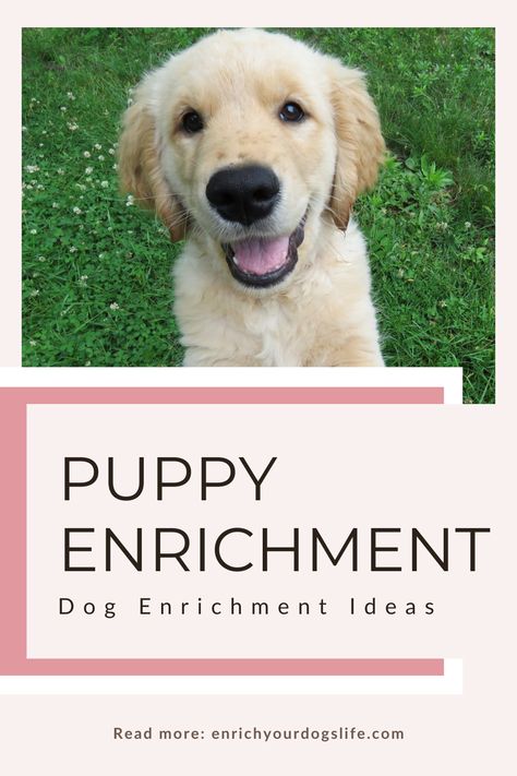 Games To Play With Puppy, Puppy Play Ideas, Diy Puppy Enrichment Toys, Activities For Puppies, Crate Games For Puppies, Puppy Busy Activities, Puppy Entertainment Ideas, Keeping Puppy Busy Ideas, Puppy Stimulation Ideas