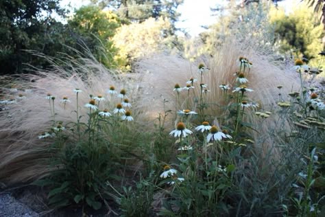 Mexican feather grass looks like a hazy smudge of golden color in the distance, and who wouldn't want that as a backdrop in the garden? For landscaping ideas, here are a dozen of our favorite gardens with feather grasses: Mexican Feather Grass, Plant Combos, English Garden Design, Prairie Garden, Grasses Landscaping, Planting Design, Grasses Garden, English Cottage Garden, Have Inspiration