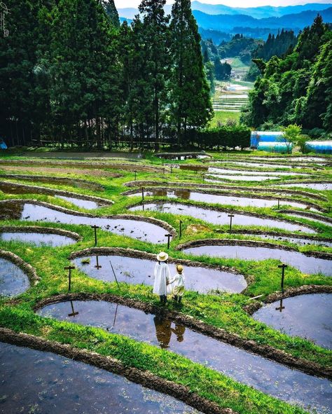 Japan Agriculture, Japan Farm, Japanese Farm, Rice Farm, Japan Countryside, Japanese Countryside, Crop Field, Rice Field, Rice Terraces