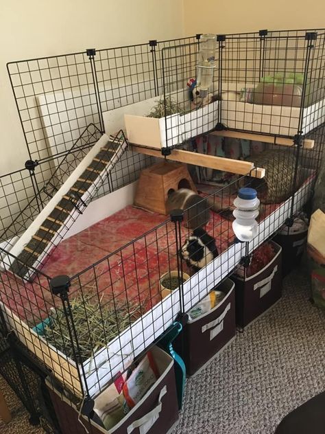 C And C Cage, Cavy Cage, Guine Pig, Guinea Pig Run, Indoor Rabbit Cage, Ferrets Care, Diy Guinea Pig Cage, Guinea Pig Diy, Rabbit Habitat