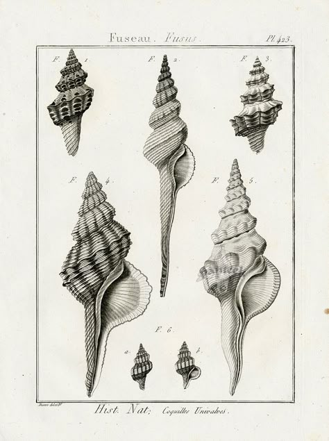 Fusus Shells from Lamarck Black & White Seashell Prints Vintage Seashell Illustration, Shell Illustration Seashells, Conch Shell Drawing, Seashells Illustration, Shell Illustration, Seashell Tattoo, Seashell Illustration, Shell Drawing, Seashell Tattoos