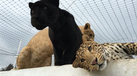 Rebels on top of their night room... Rebeldillos encima de su cuarto de noche... #babykiarabjwt #michaelingui #dharmis #savelions #savejaguars #saveleopards #savetigers #thebigpridebjwt #saveourplanet #behuman #notpets #nosonmascotas #blackjaguarwhitetiger #rescuedleopards Types Of Animals, Different Types, Wall, Animals, Black