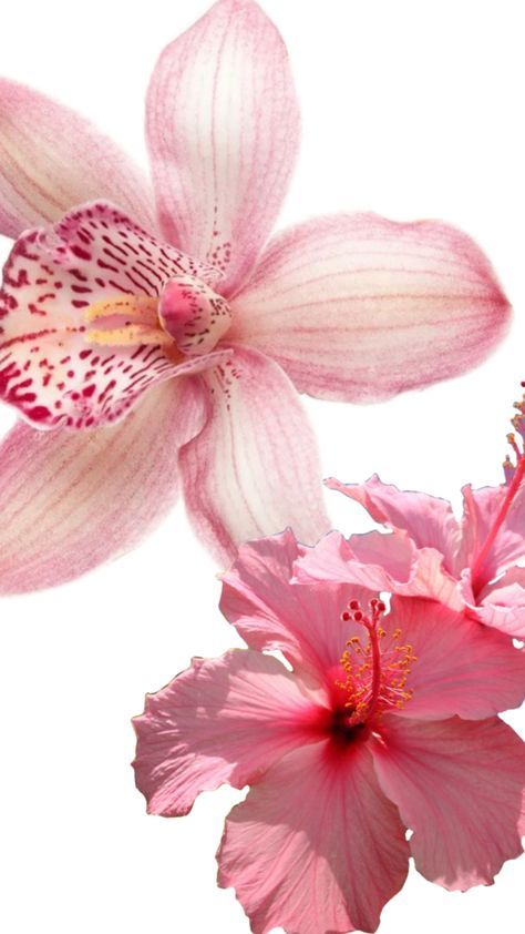 Pink Orchid Wallpaper, Aesthetic Pink Coquette, Orchid Wallpaper, Flowers Black Background, Beach Wall Collage, Cute Laptop Wallpaper, Dream Aesthetic, Flower Icons, Aesthetic Lifestyle