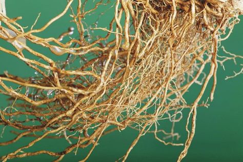 11 Best Health Benefits of Vetiver Roots | Parenting Healthy Babies Vetiver Plant, Like Fine Wine, Plant Photography, Natural Gifts, Affordable Wall Art, Fine Wine, Herbal Medicine, Hair Health, Cool Posters