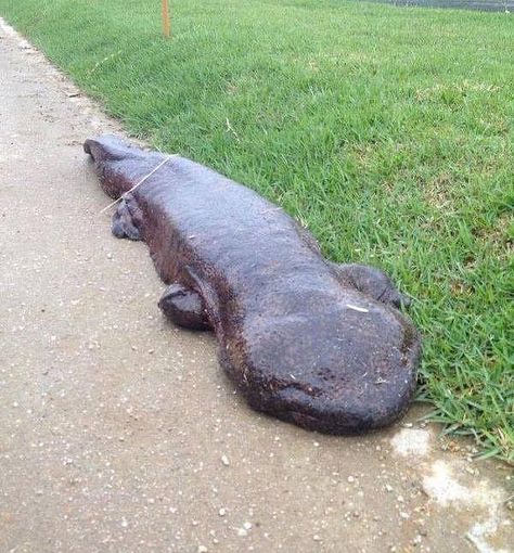 Giant Japanese Salamander! For more: http://www.mildred.co/issue-65/random-shizzle/ Giant Salamander, Mind Unleashed, Wildlife Nature, Hippopotamus, Educational Videos, Fun Science, Just Amazing, Amphibians, Timeline Photos