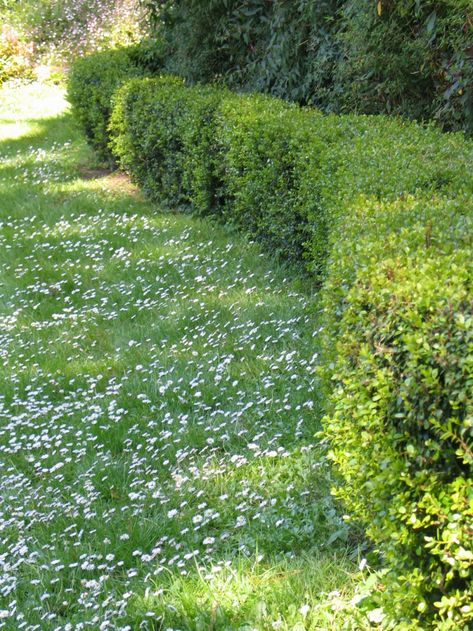 Lawnless Garden, Backyard Grass Alternative, Overseeding Lawn, Clover Lawn, Grass Alternative, Lawn Alternatives, No Grass Backyard, Star View, Lush Lawn