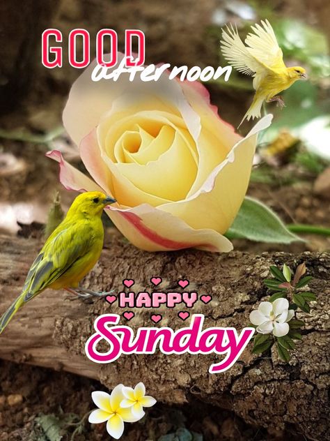 Happy Sunday Afternoon Images, Good Sunday Afternoon, Happy Sunday Afternoon, Afternoon Images, Sunday Images, Sunday Afternoon, Good Afternoon, Happy Sunday, Morning Quotes