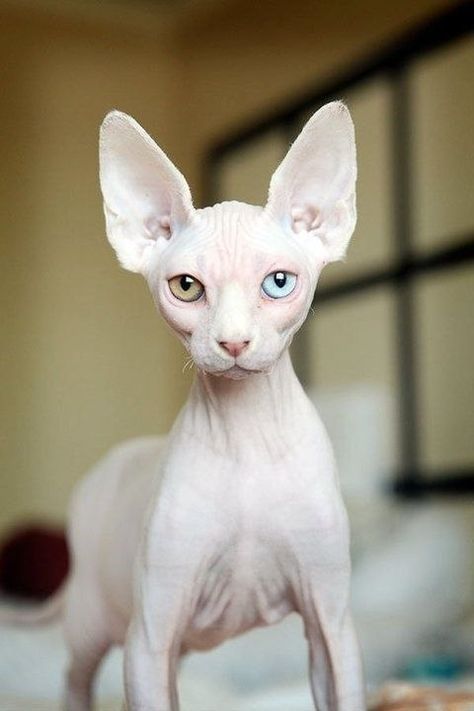 Cats With Heterochromia, Cute Hairless Cat, Dream's Cat, Kitten Care, Cat Pose, Hairless Cat, Cat Facts, Funny Cat Pictures, Sphynx