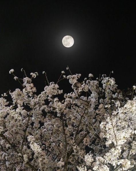 The Rose Aesthetic, Moonlight Aesthetic, Pale Moon, Rose Aesthetic, In The Pale Moonlight, The Moon Is Beautiful, Rosé Aesthetic, Blossoms Art, Moon Lovers