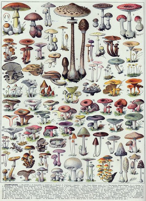 Mushroom Diagram, Types Of Mushrooms, Mushroom Poster, Amanita Muscaria, Illustration Botanique, Vintage Mushroom, Mushroom Fungi, Botanical Poster, Scientific Illustration