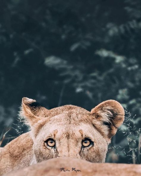 Keeping a watchful eye 📷 @martinmeyer_wild . . #lion #wildlifeconservation #wildlifephotography #photography #nature #natgeo… Animal Asthetic Picture, Female Lion Aesthetic, Sansa Aesthetic, Lion Reference, African Animals Photography, National Geographic Photographers, Female Lion, Wild Lion, Wild Photography