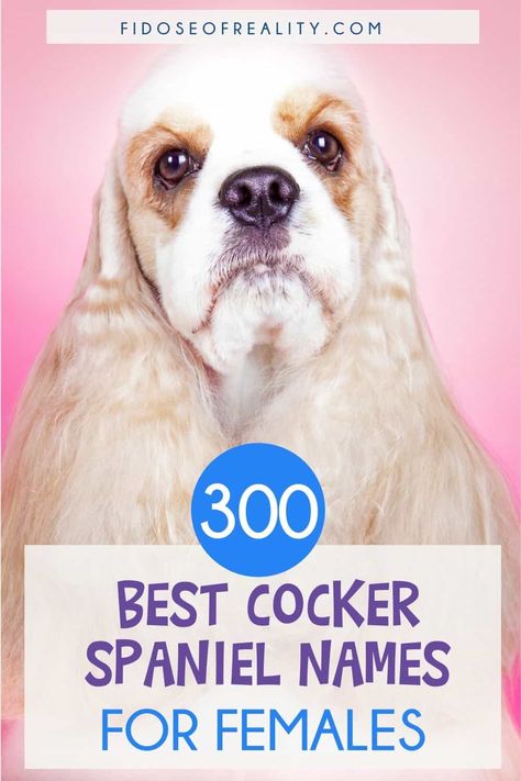 300 Best Cocker Spaniel Names For Females - Fidose of Reality American Cocker Spaniel Puppies, Cocker Spaniel Names, Cocker Spaniel Colors, Creative Dog Names, Puppy Names Unique, Puppies Names Female, Chocolate Cocker Spaniel, White Cocker Spaniel, Cocker Dog