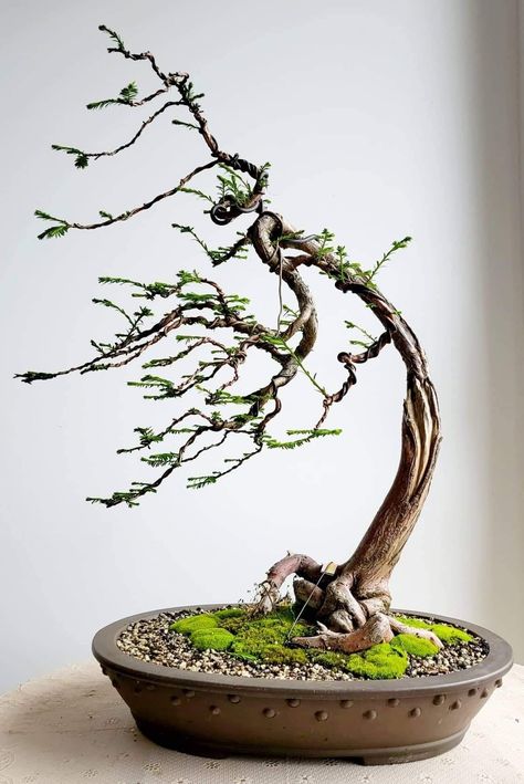 Windswept Bonsai, Swamp Cypress, Bonsai Azalea, Jade Plant Bonsai, Bougainvillea Bonsai, Bonsai Fruit Tree, Bonsai Design, Bonsai Making, Bonsai Nursery