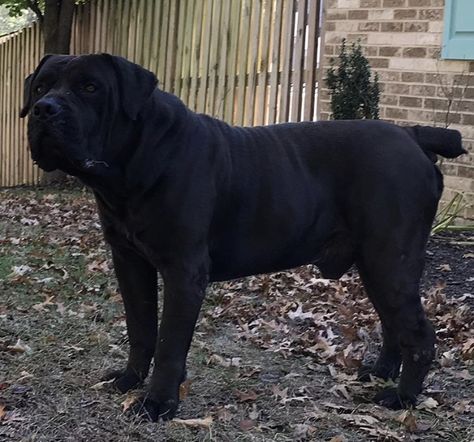 BOERBOEL Black . Black Boerboel Dogs, Bandog Dogs, Black Boerboel, Black Mastiff, Boerboel Mastiff, Dog House Air Conditioner, Bull Mastiff Dogs, South African Mastiff, African Boerboel