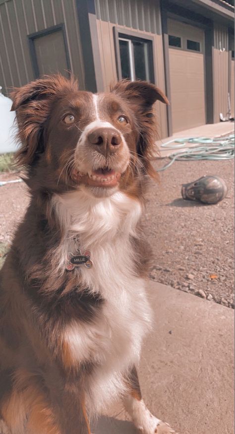 Cute Farm Dogs, Aussie Dog Aesthetic, Western Puppy, Australian Shepherd Aesthetic, Aesthetic Australian Shepherd, Western Dogs, Ranch Dogs Aesthetic, Dog Aesthetic Australian Shepard, Australian Cattle Dog Aesthetic