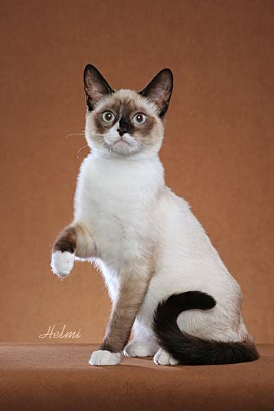 Snowshoe Cat....missing my Spike  He was a good dog Cats Reference, Valentine Cats, Cats Quotes, Snowshoe Cat, American Shorthair Cat, Frida Art, Cat Reference, Cat Pose, Cute Black Cats