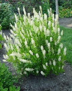 Clethra '16 candles'. Likes Shade, fragrant blooms in mid to late summer, yellow fall foliage. Saw a Clethera the other day and there was an audible hum with all the bees and butterflies on it. Best Shrubs For Shade, Garden Foliage, Shade Loving Shrubs, Hot Mustard, Shade Shrubs, Shade Gardening, Shade Gardens, Garden Shrubs, Garden Candles