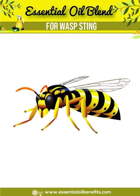 Essential oils for wasp stings. Essential oils for bug bites. Essential oils to relieve a sting bite. Essential Oil For Wasp Sting, Essential Oils For Wasp Stings, Essential Oil Wasp Sting, Wasp Sting Remedy Swelling, Wasp Stings Relief, Essential Oils For Bug Bites, Oils For Bug Bites, Bug Bite Swelling, Types Of Bug Bites