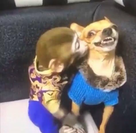 Dog Kisses, Monkey Pictures, Funny Animal Photos, Pet Monkey, Dog Selfie, Food Diy, Funny Food, Monkeys Funny, Cute Monkey