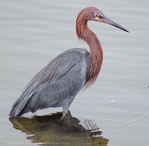 reddish egret (Egretta rufescens) Egret Flying, Fancy Birds, Frigate Bird, Reddish Egret, Grey Headed Albatross, Snowy Egret Painting, Heron Photo, Florida Birds, List Of Birds