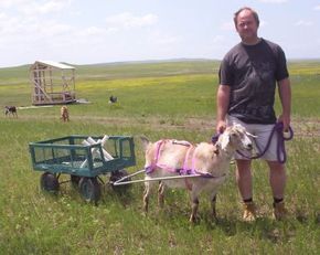 Goatvet likes this sensible advice about training a goat to pull a wagon Goat Harness, Pack Goats, Goat Ideas, Zebu Cow, Types Of Cows, Types Of Goats, Goat Health, Goat Pen, Homesteading Animals