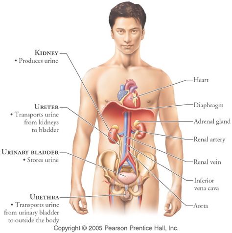 Male Urinary System, Anatomy Images, Urinary System, Adrenal Glands, Sports Massage, Nursing Student, Human Anatomy, Nursing Students, Nursing