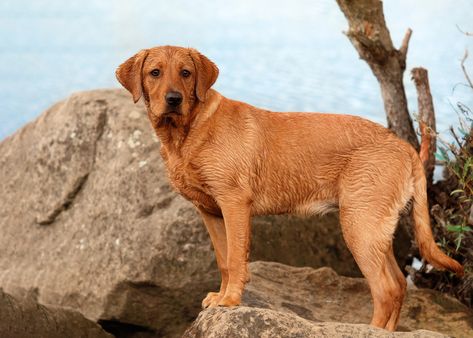 Where to Find Fox Red Lab Puppies For Sale Fox Red Labrador Puppy, Red Lab Puppies, Dog Goals, Fox Red Lab, Fox Red Labrador, Red Labrador, Red Lab, Puppies Near Me, Dogs Breeds