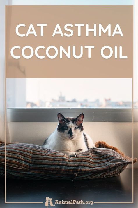 Feline Asthma Remedies, Cat Sneezing Remedies, Coconut Oil For Cats, Cat Asthma, Cat Skin Problems, Benadryl For Cats, Essential Oils For Asthma, Cat Health Remedies, Cat Medicine