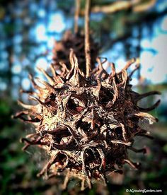 Supernatural powers.  Sweet gum balls ("Witches Burrs" or "Witches Balls") are a traditional American Hoodoo magical item. They are considered a powerful protection amulet and are used for protection on altars, in witch bottles and in spirit bags. Sweetgum Crafts, Sweet Gum Balls Crafts, Garden Witchcraft, Witches Burrs, Sweet Gum Tree, Granny Magic, Magical Item, Spirit Bags, Witch Balls