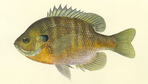 Bluegill Fish, Pike Fishing, Fish Illustration, River Fishing, Fish Drawings, Freshwater Fishing, Fish Painting, Freshwater Fish, Fish Art