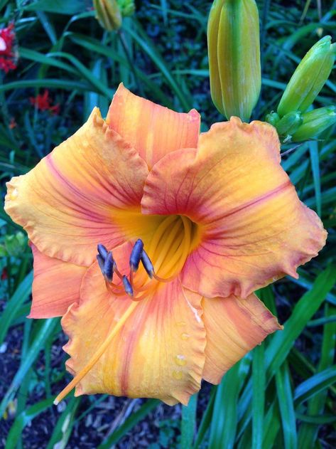 Day Lillies, Aztec Gold, Day Lilies, Plant Information, Flower Shower, Planter Ideas, Daylilies, Tropical Flowers, Organic Gardening