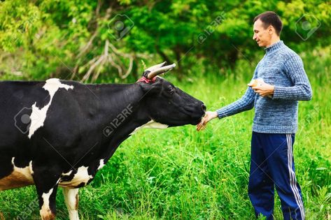 Cow Feeding, Cow Feed, A Cow, Cow, Animals, Quick Saves