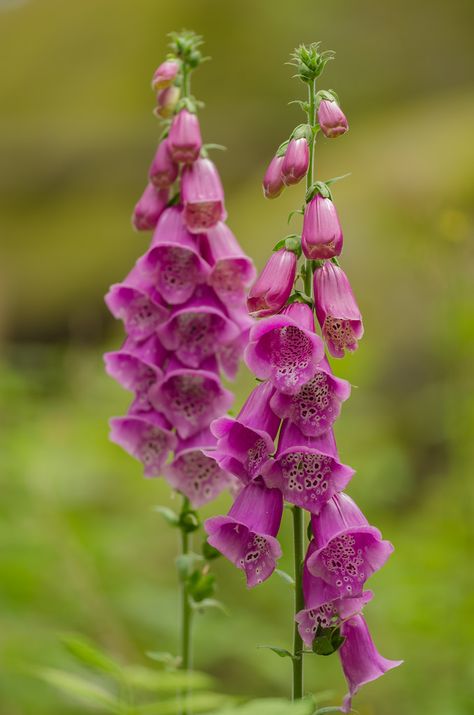 Juliette Tattoo, Fox Gloves, Foxglove Flowers, Fox Glove, Scottish Flowers, Plants Uk, Woodland Flowers, Flower Art Images, Beautiful Flowers Wallpapers