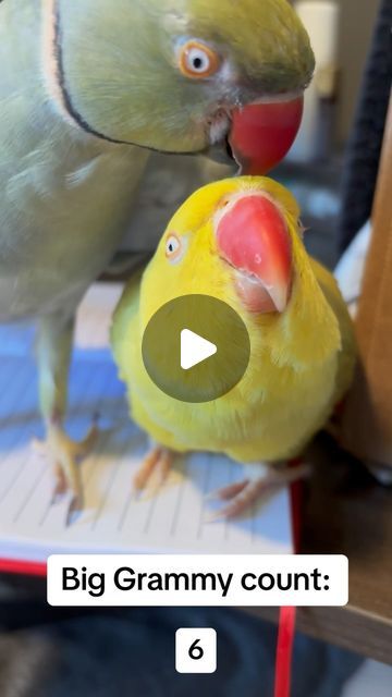 50K likes, 900 comments - beakybeakerMarch 20, 2024 on : "Wait for it… 🫣🤭 #birdsofinstagram #parrotsofinstagram #talkingbird #talkingparrot #cuteanimals #funnyanimals #parrot #irn". Talking Parrots, Wait For It, March 20, Baby Animals, Parrot, Funny Animals, Cute Animals, Birds