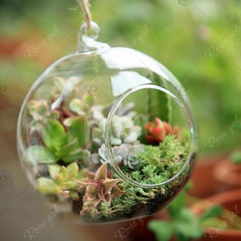 Globe Terrarium, Plant Candle, Hanging Glass Vase, Bottle Candle Holder, Miniature Orchids, Hanging Terrarium, Hanger Crafts, Bulb Vase, Terrarium Containers