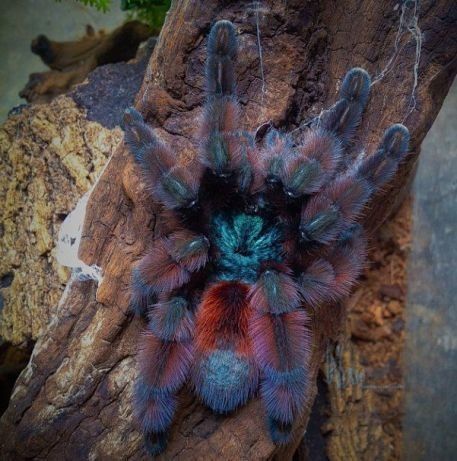 Tarantula Room, Avicularia Versicolor, Pretty Spiders, Pet Tarantula, Pet Spider, Cool Bugs, Jumping Spider, Animal References, Arthropods