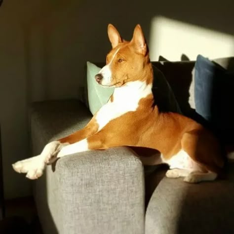 15 Things Only Basenji Owners Would Understand Basenji Puppy, Basenji Dog, Basenji Dogs, Bull Terrier Puppy, Hypoallergenic Dogs, Yorkshire Terrier Puppies, Wallpapers Cute, Nature Wallpapers, Beautiful Dogs